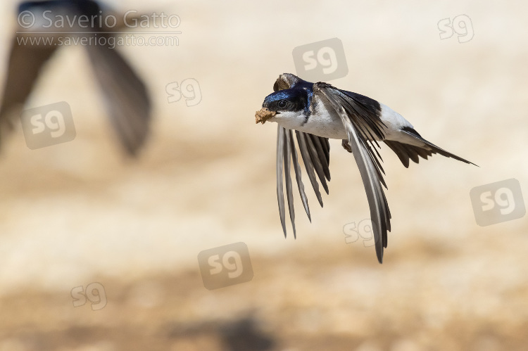 Common House Martin, adult in flight carrying mud for the nest