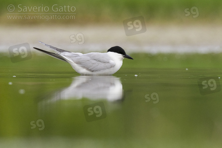 Gull-billed Tern