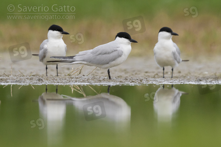 Gull-billed Tern