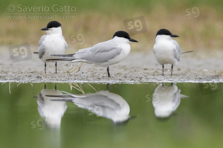 Gull-billed Tern