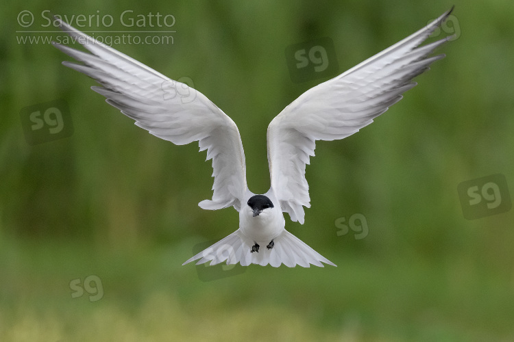 Sterna zampenere, adulto in volo visto frontalmente