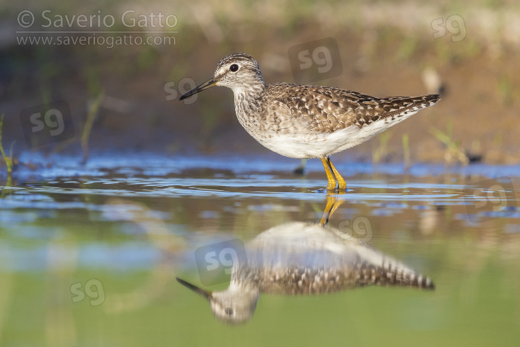 Wood Sandpiper, side view of an adult standing in the water