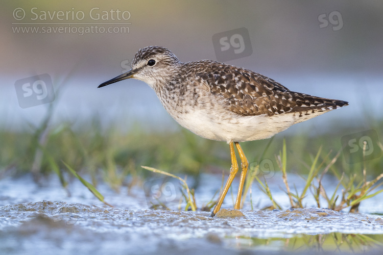 Wood Sandpiper