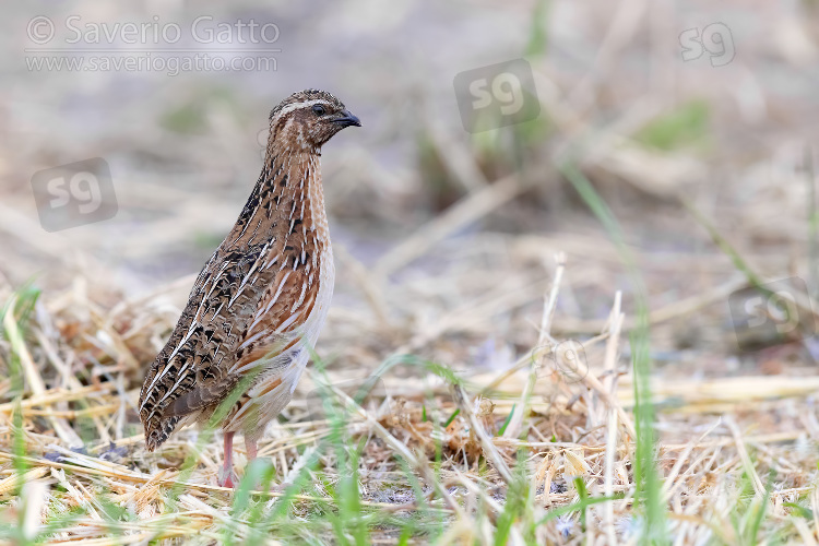 Common Quail, side view of an adult male standing on the ground