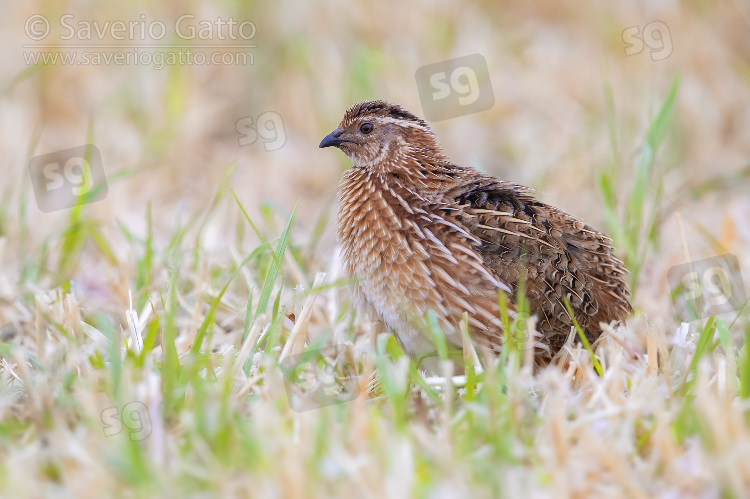 Common Quail, side view of an adult male standing on the ground