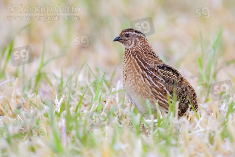 Common Quail, side view of an adult male standing on the ground