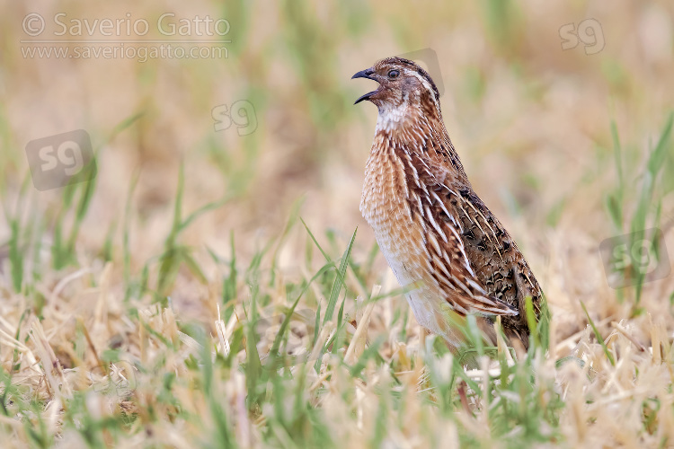 Common Quail, side view of an adult male singing