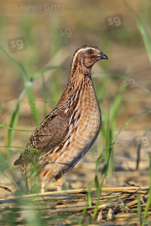 Common Quail, side view of an adult male standing on the ground