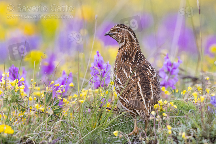 Common Quail, adult male standing among flowers