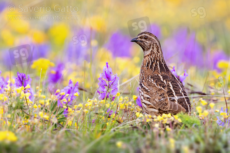 Common Quail, adult male standing among flowers
