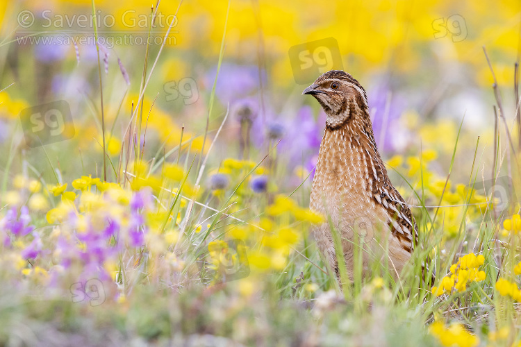 Common Quail, adult male standing among flowers