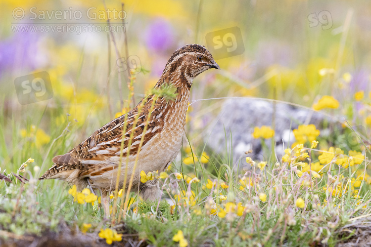 Common Quail, adult male standing among flowers