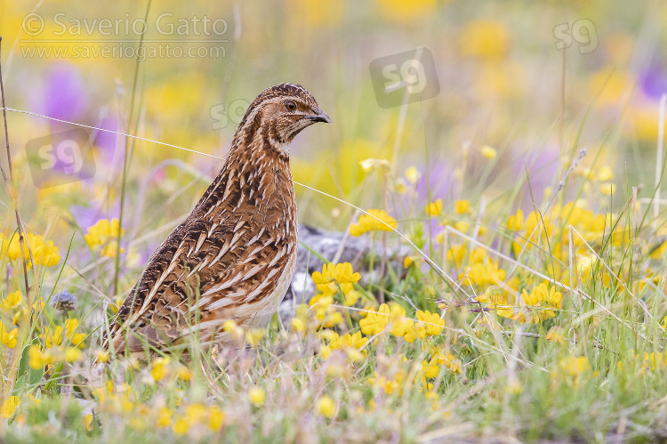 Common Quail, adult male standing among flowers