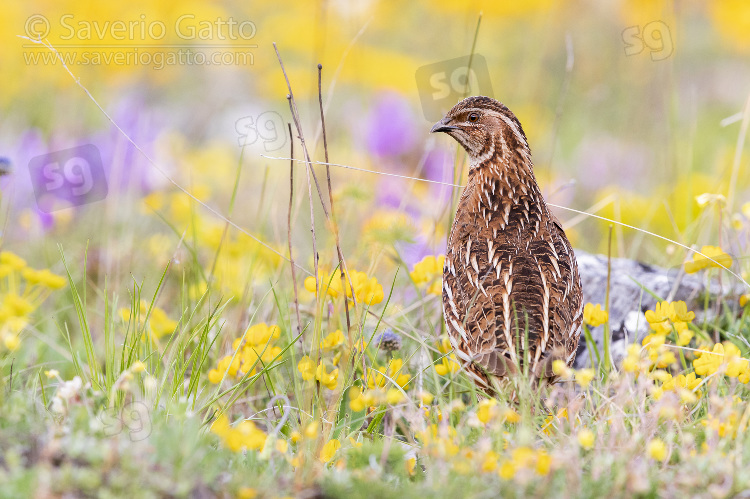 Common Quail, adult male standing among flowers