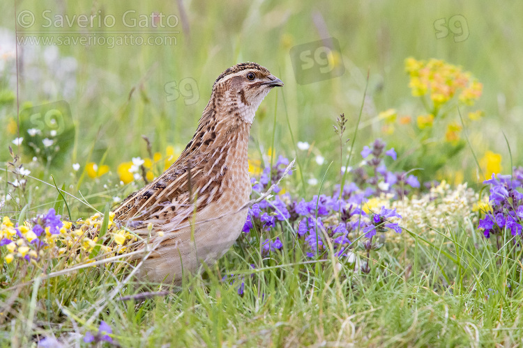 Common Quail, second calendar year male standing among flowers