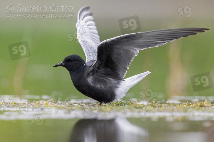 White-winged Tern