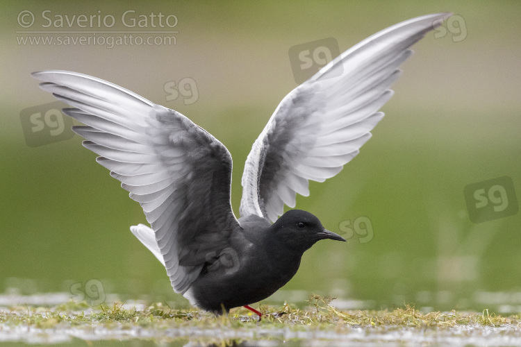 White-winged Tern, adult in breeding plumage spreading its wings