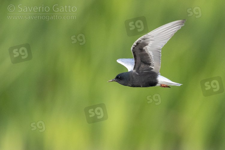 Mignattino alibianche, adulto in volo visto di lato