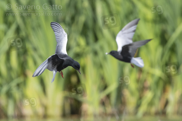 White-winged Tern, adults in flight