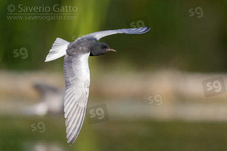 White-winged Tern, adult in flight showing upperparts