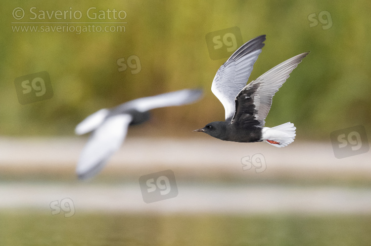 White-winged Tern, adult in flight showing underparts