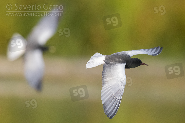 White-winged Tern, adult in flight showing upperparts