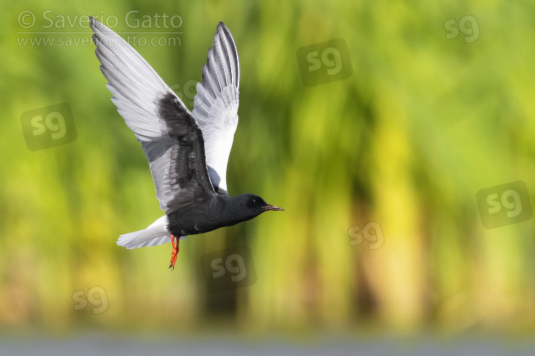 White-winged Tern, side view of an adult in flight