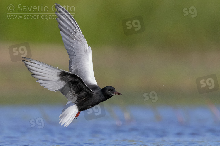 White-winged Tern, adult in flight showing underparts