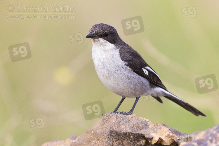 Fiscal Flycatcher, adult female standing on a rock