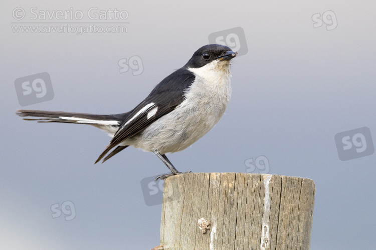 Fiscal Flycatcher