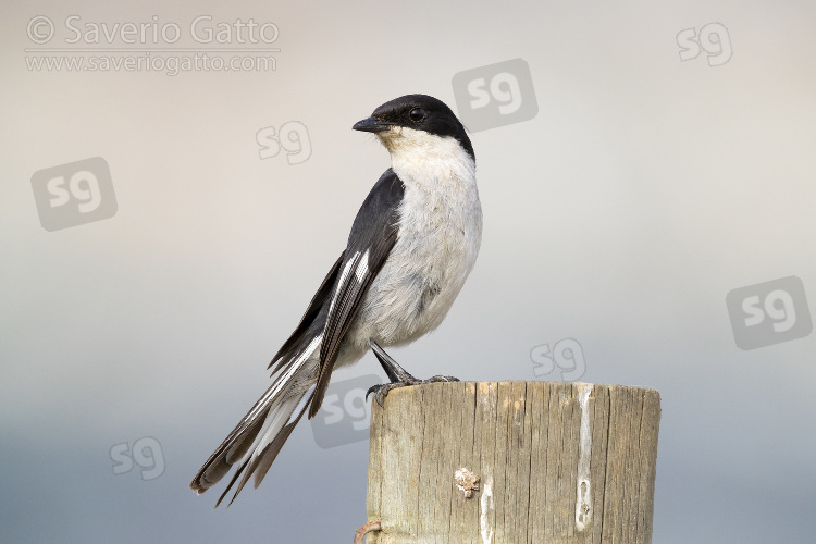 Fiscal Flycatcher