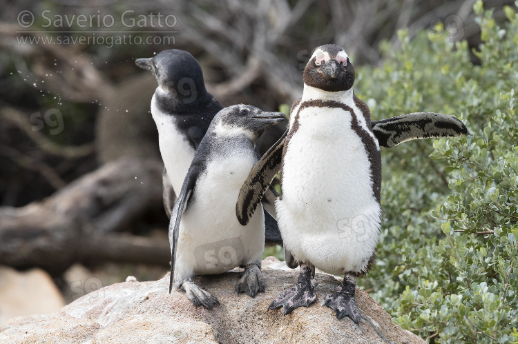 African penguin, adult and two juveniles standing on a rock