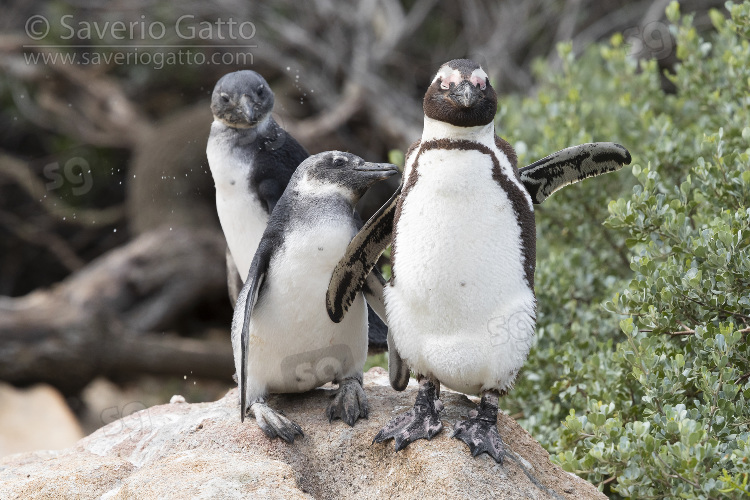 African penguin, adult and two juveniles standing on a rock