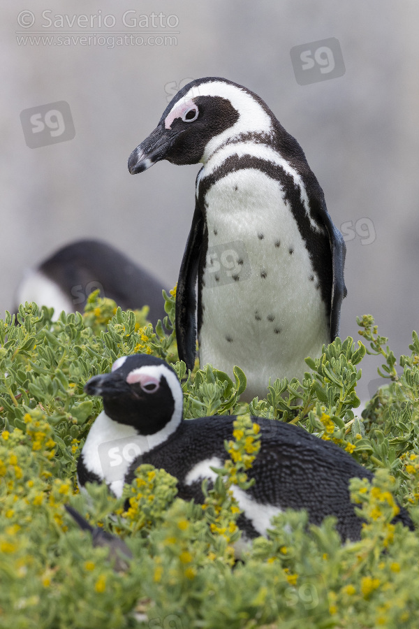 African penguin, two adults at their breeding site