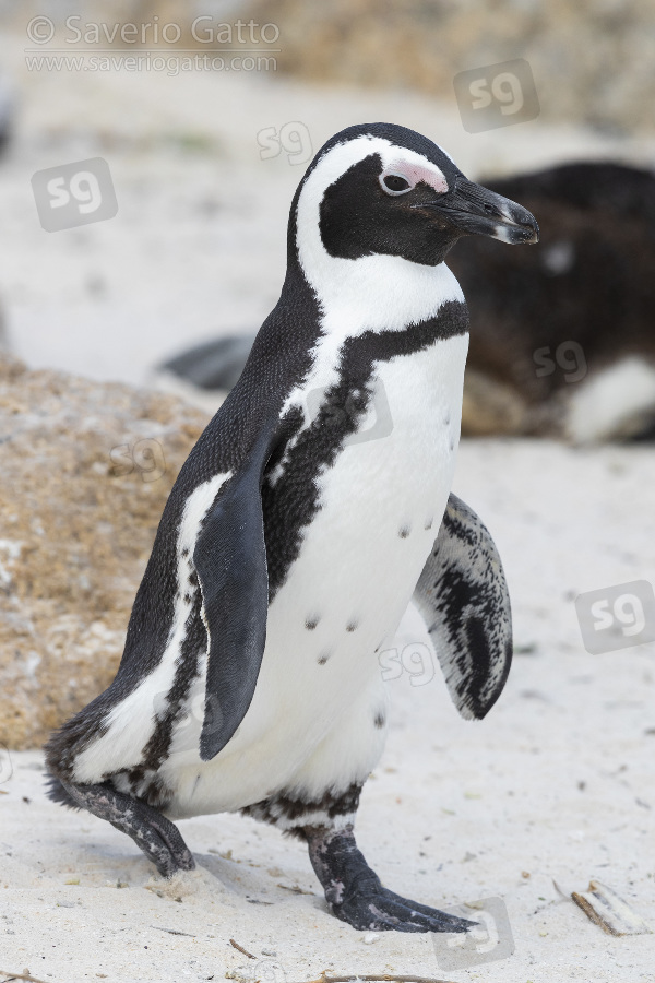 African penguin, adult walking on a beach