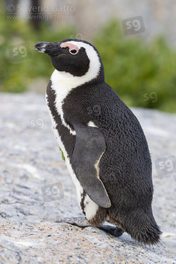 African penguin, side view of an adult standing on a rock