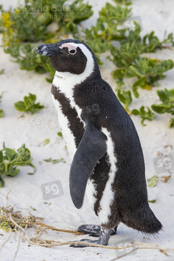 African Penguin, side view of an adult standing on the sand