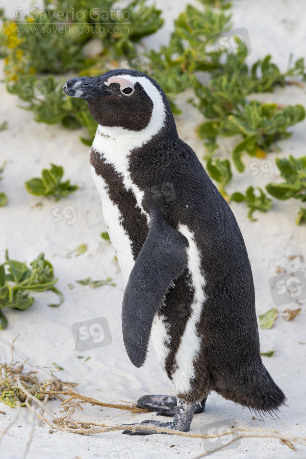 Pinguino africano