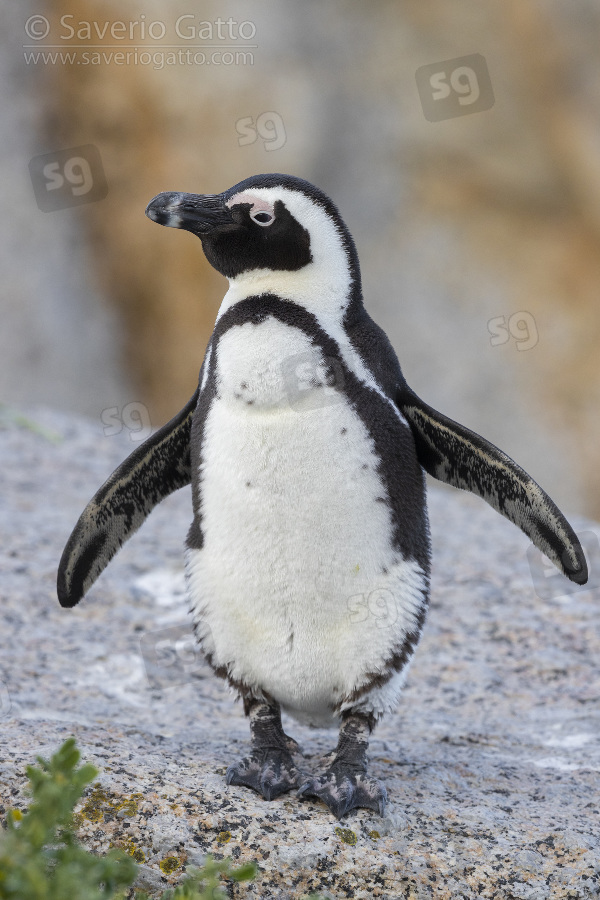 African Penguin, front view of an adult standing on a rock