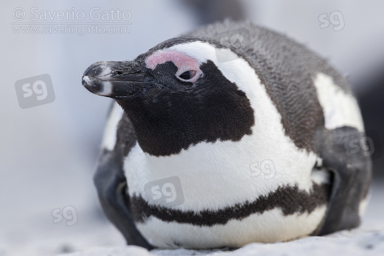 Pinguino africano, primo piano di un adulto
