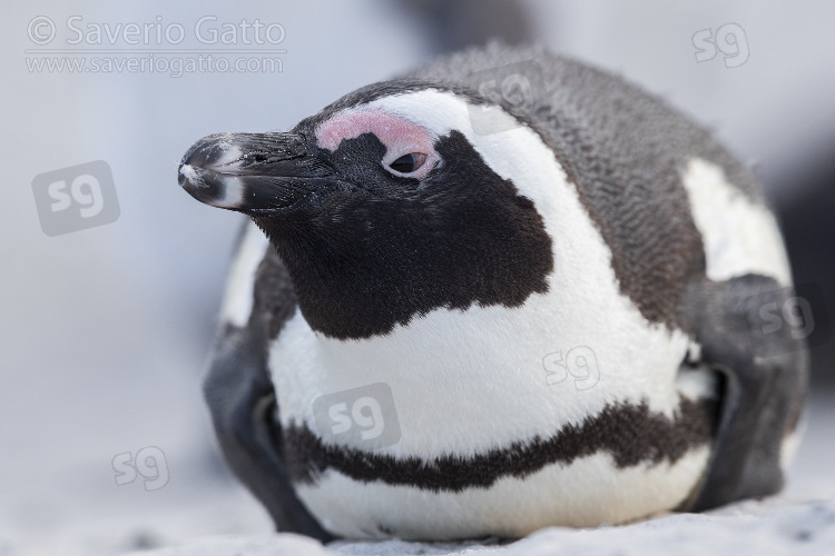 African Penguin, adult close-up