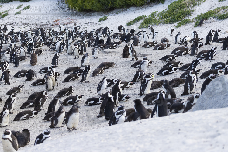 Colonia di Pinguini africani