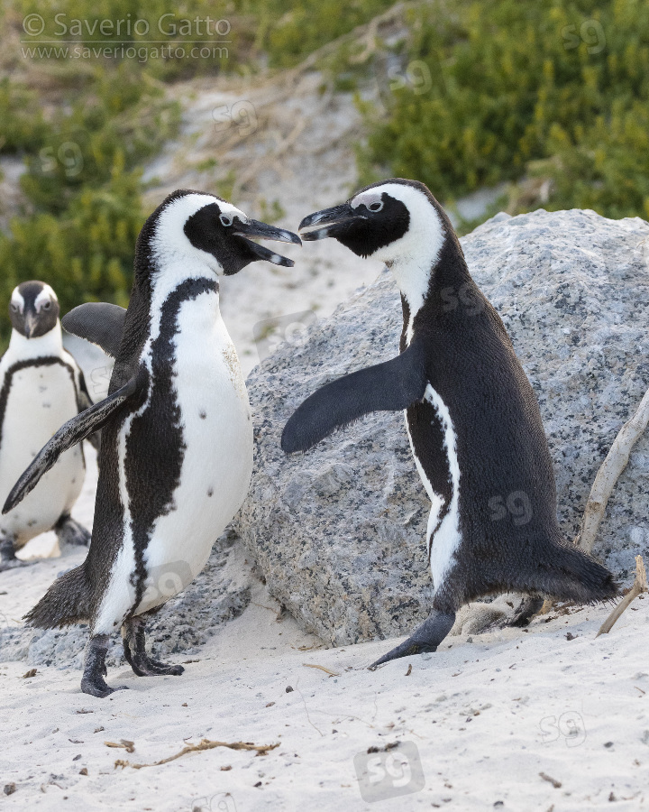 African Penguin, two adults fighting