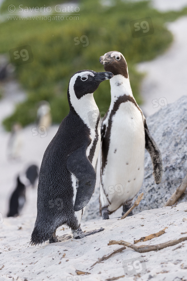 Pinguino africano, adulti su una spiaggia