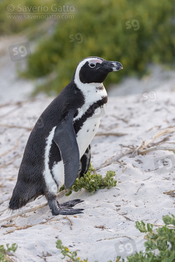 African Penguin, side view of an adult standing on the sand