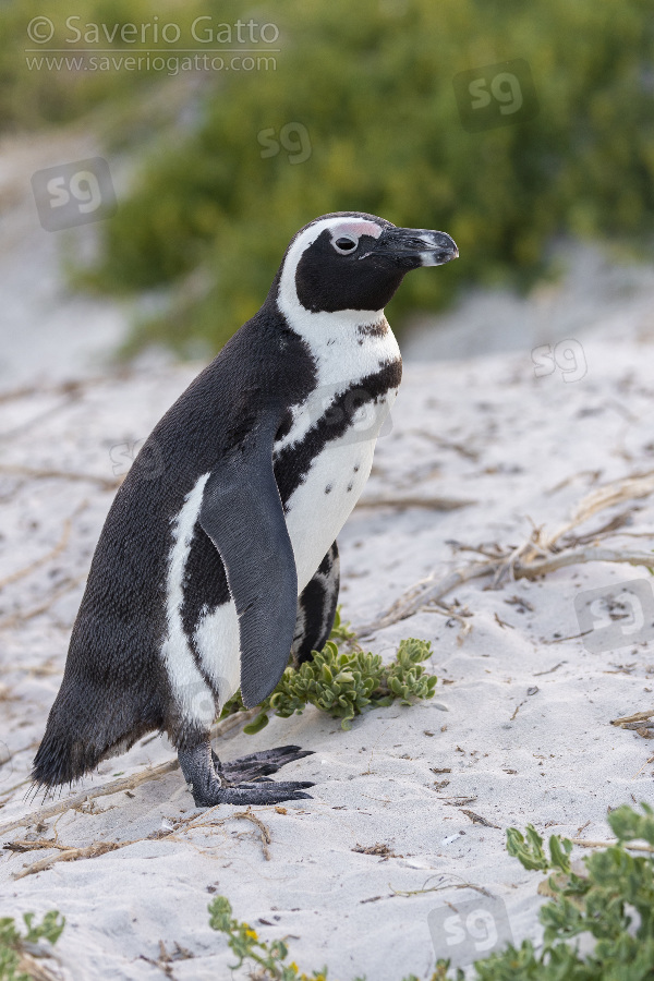 Pinguino africano