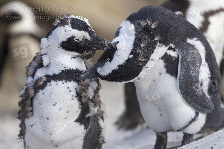 African Penguin, two individuals preening each other