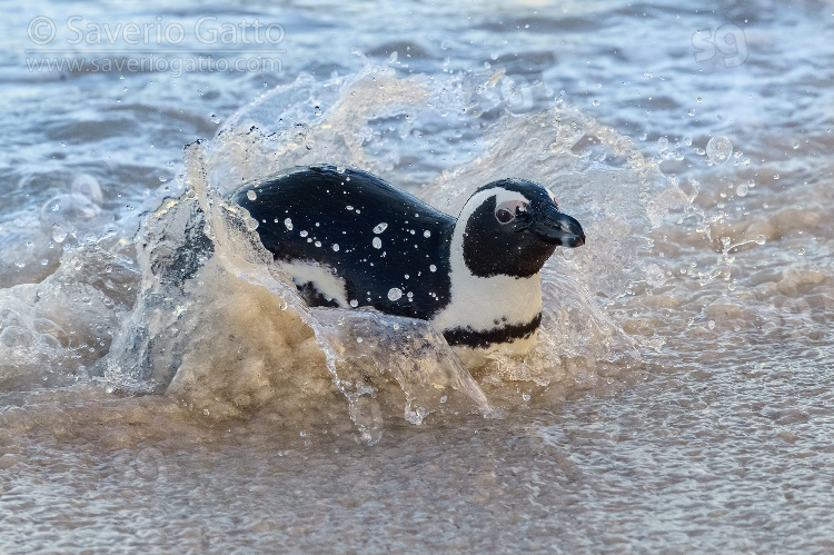 African Penguin, adult emerging from the sea