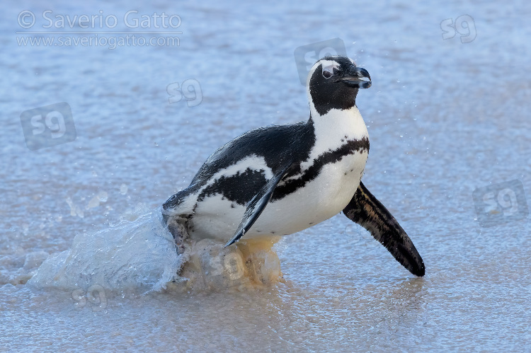 Pinguino africano, adulto che emerge dall'acqua