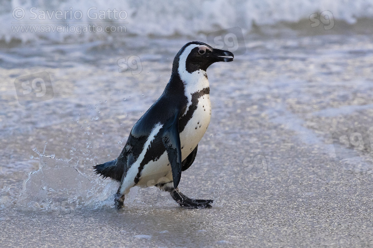 Pinguino africano, adulto che cammina sul bagnasciuga